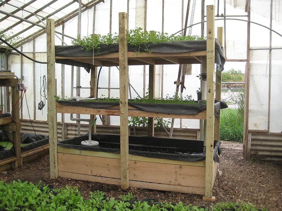 Aquaponics greenhouse