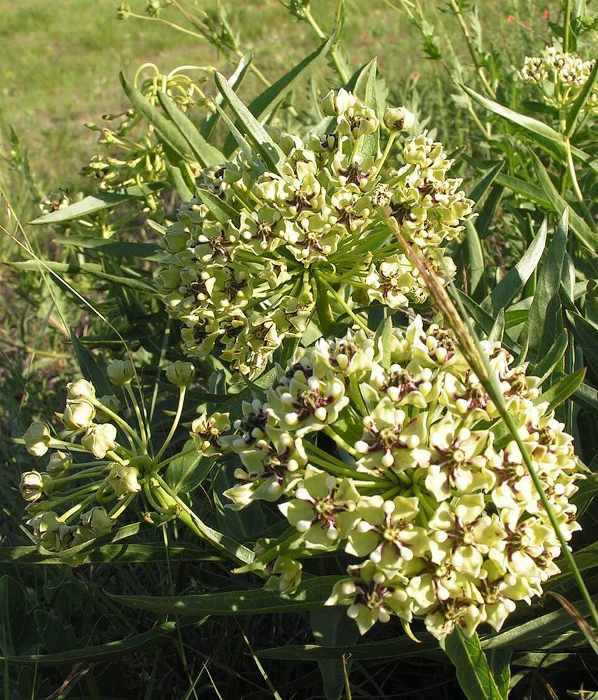 Antelope horn milkweed