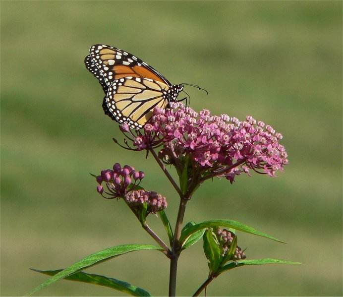 Swamp milkweed