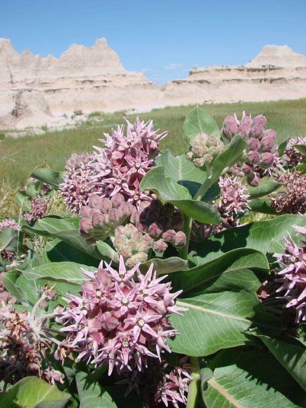 Showy milkweed