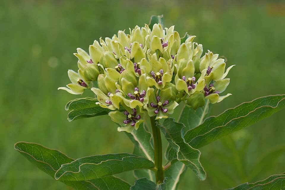 Green milkweed