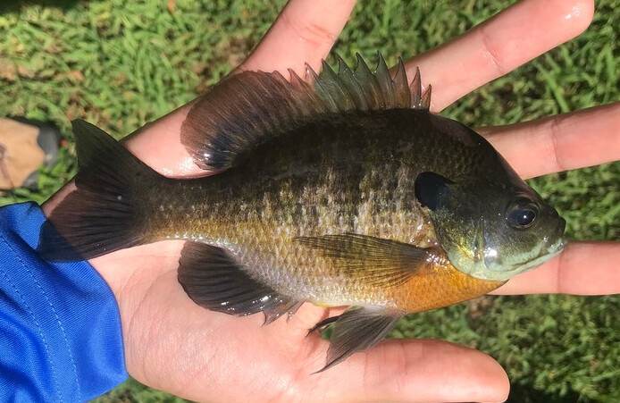 Bluegill