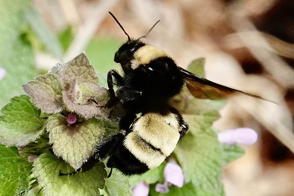 American bumble bee