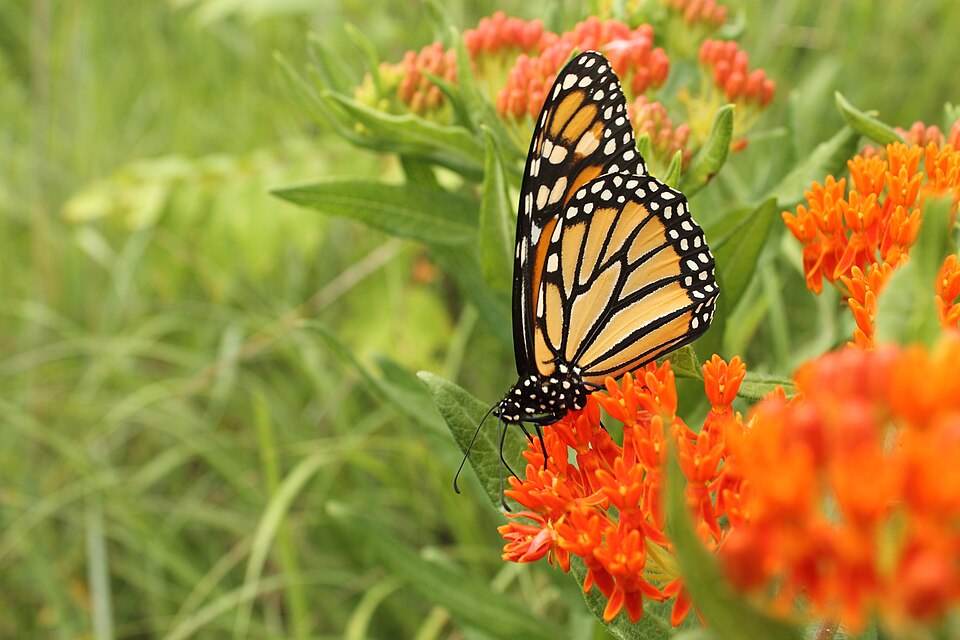 Monarch on butterfly milkweed