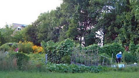 Community garden