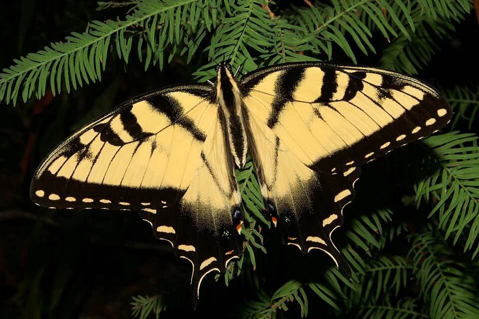 Eastern tiger swallowtail