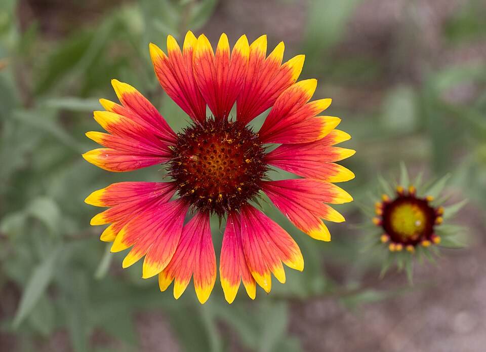 Indian blanket