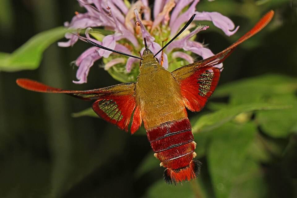 Hummingbird clearwing moth
