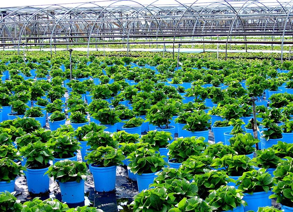 Nursery seedlings