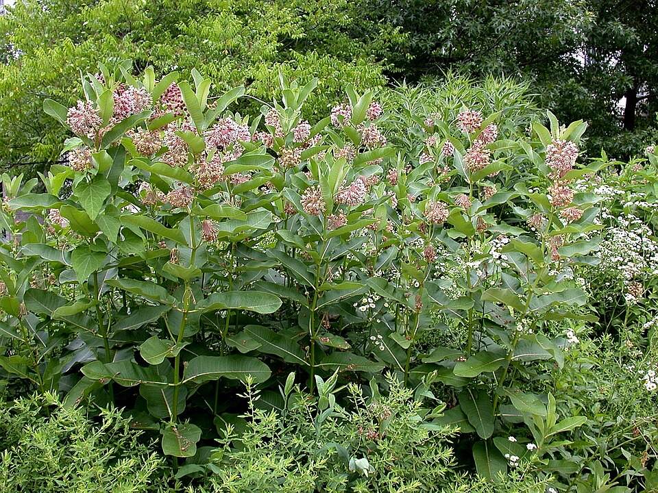 Pollinator garden