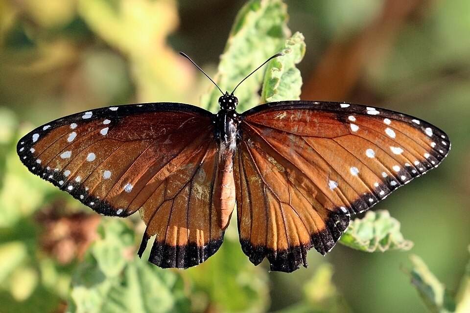 Queen butterfly