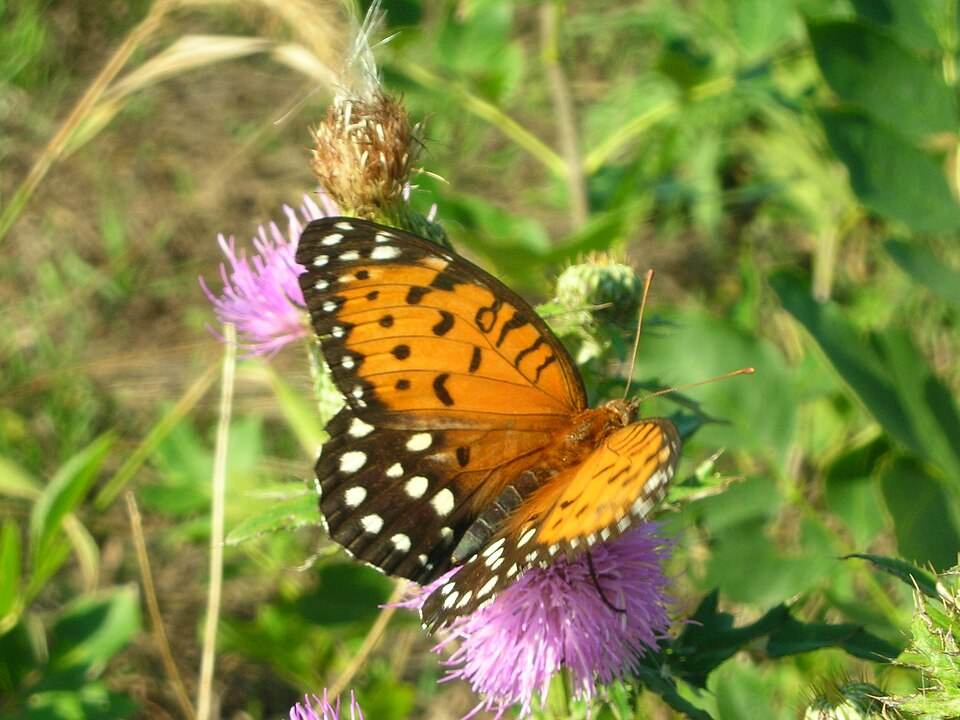Regal fritillary