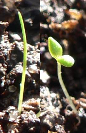 Seedling